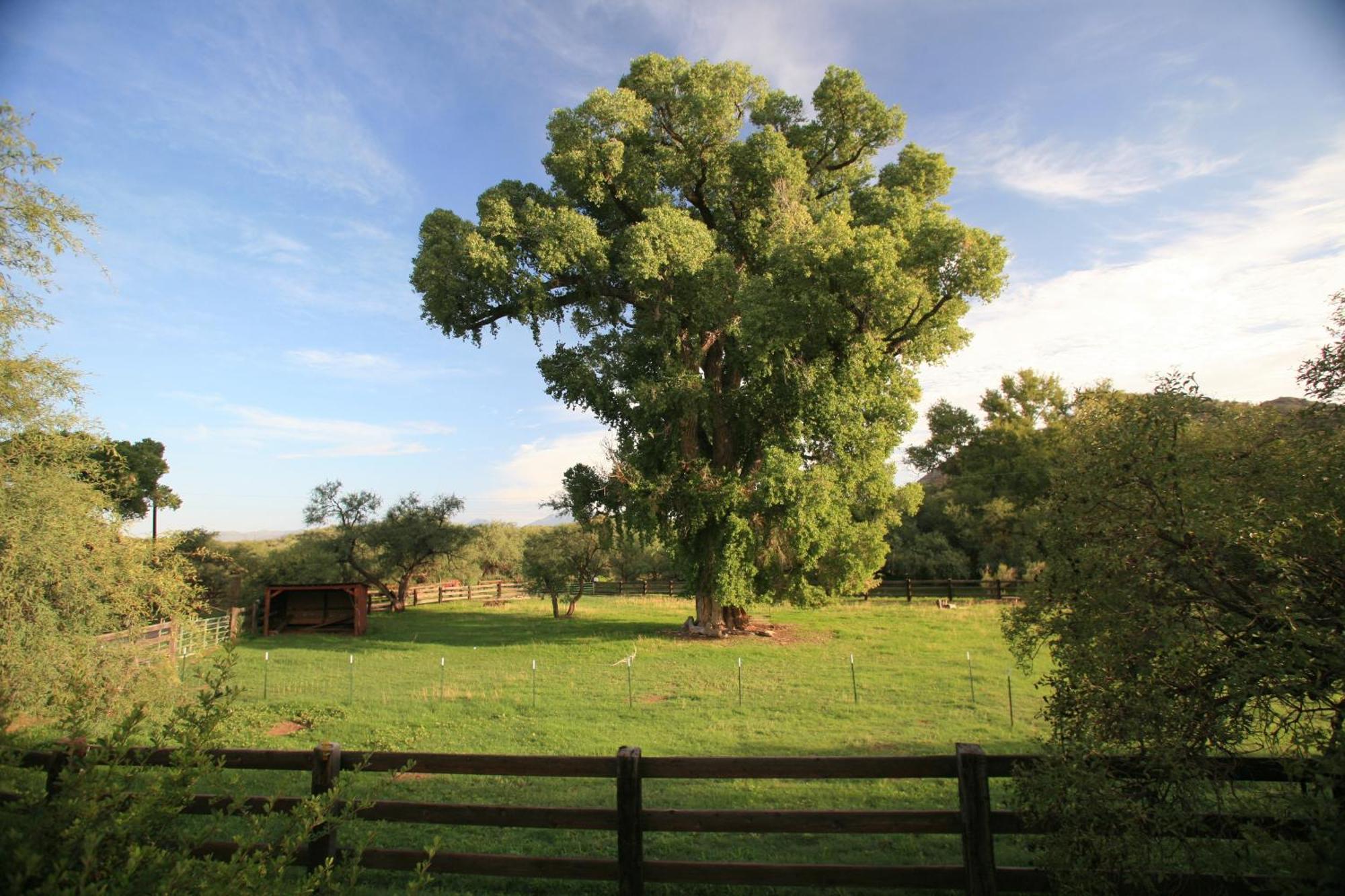Spirit Tree Inn B&B Patagonia エクステリア 写真